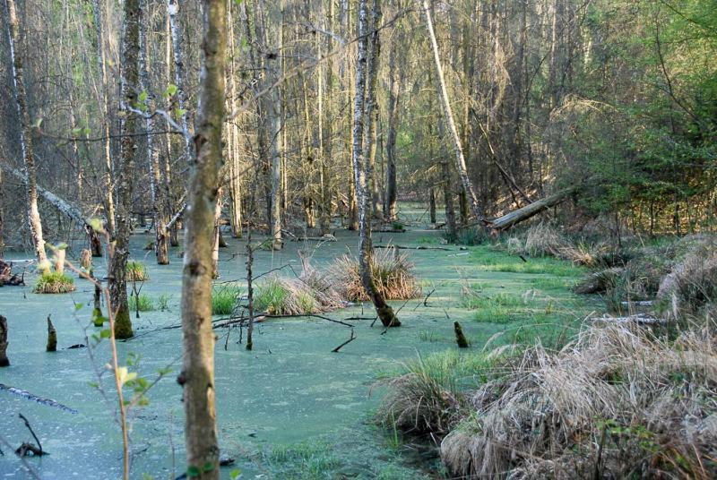 Ferienwohnung Uckermarkblick Ziehten 外观 照片